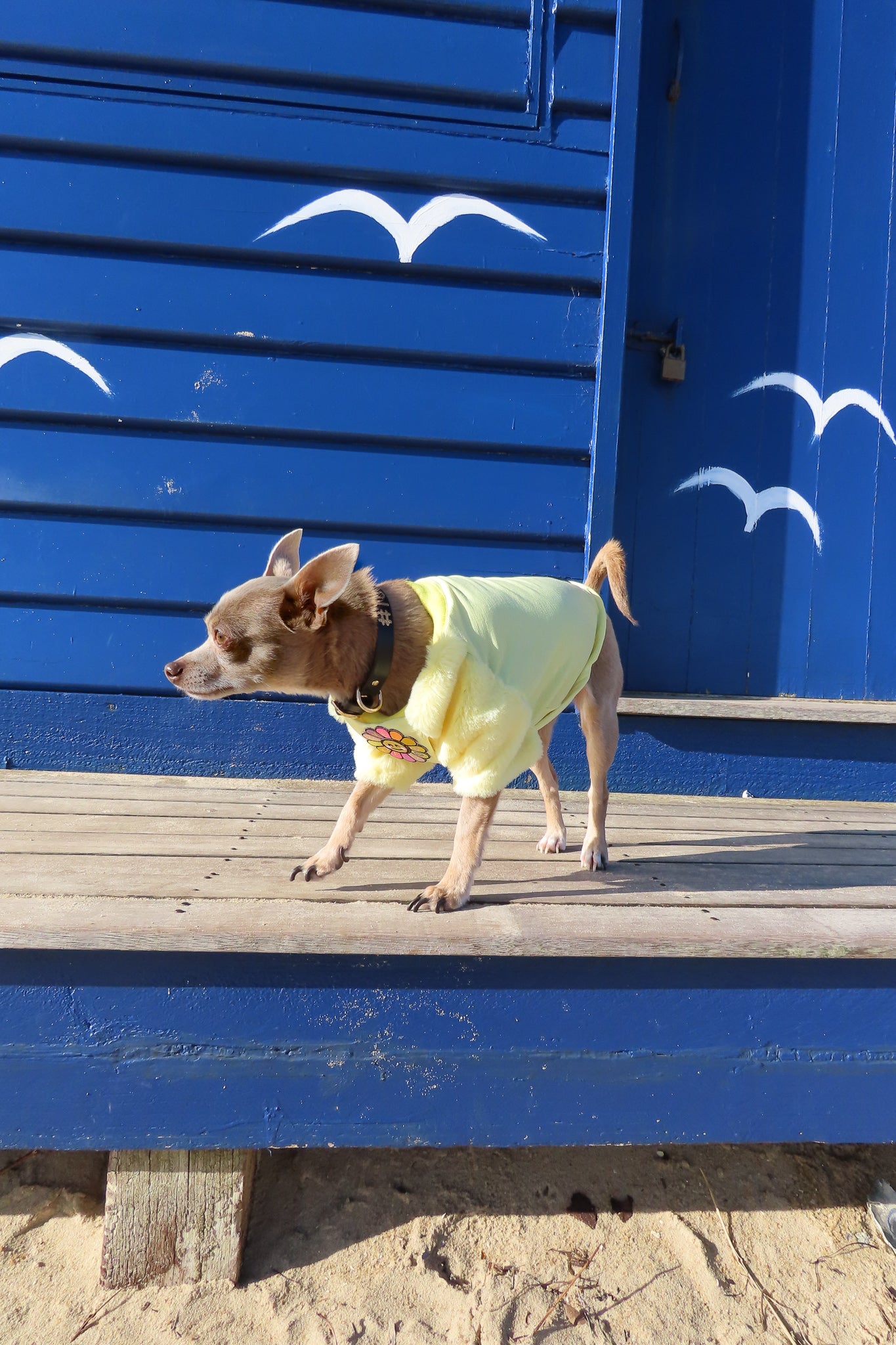 SunShine Faux Fur- XS, MED & LRG left - Not restocking.