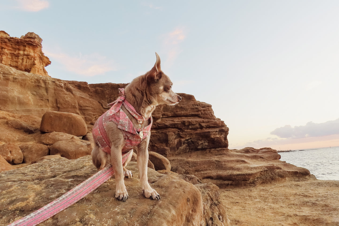 CareFREE Dog Lead- Gold or Silver.