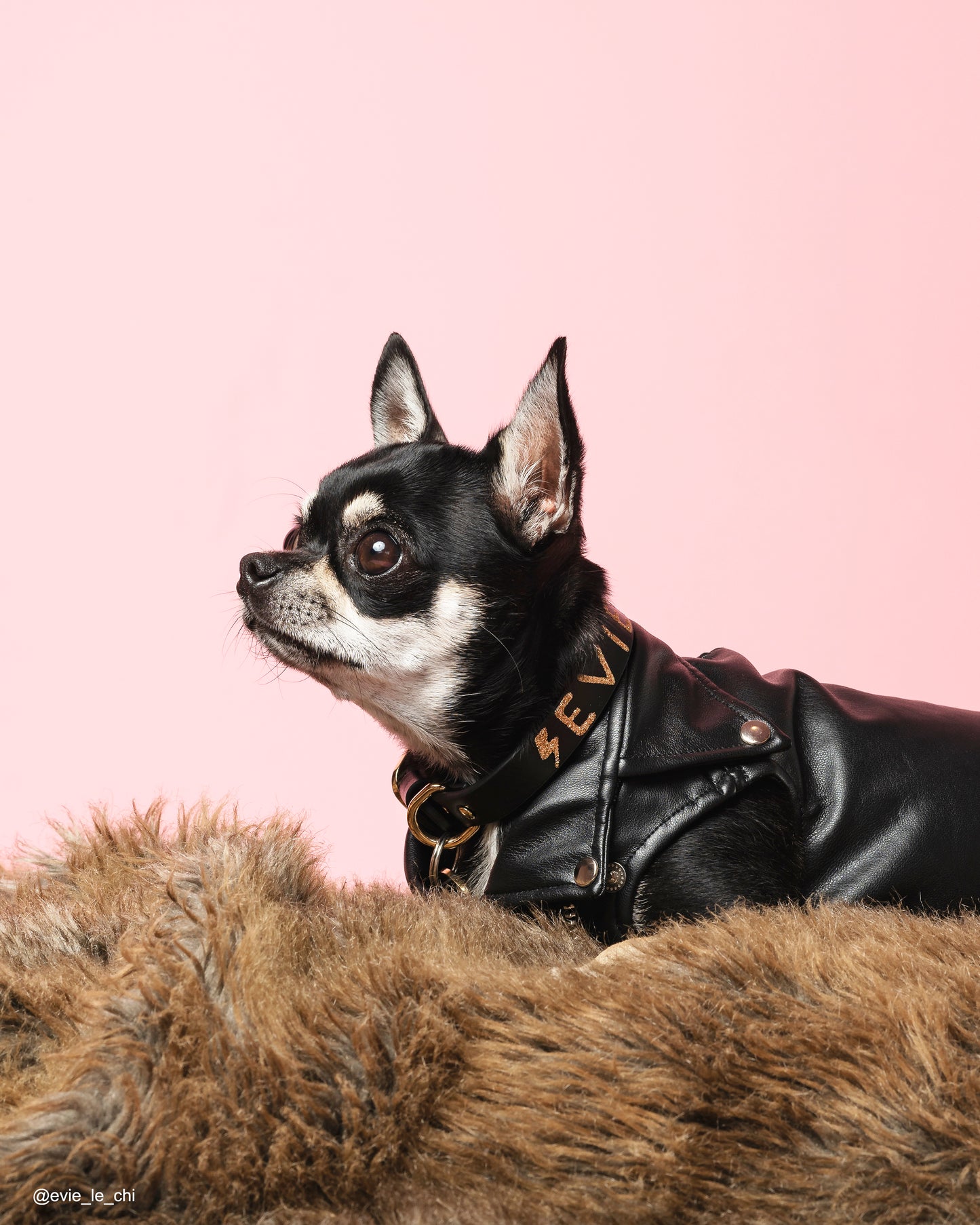 CUSTOM Glitter Collar - Name / Emoji - Add spikes option.