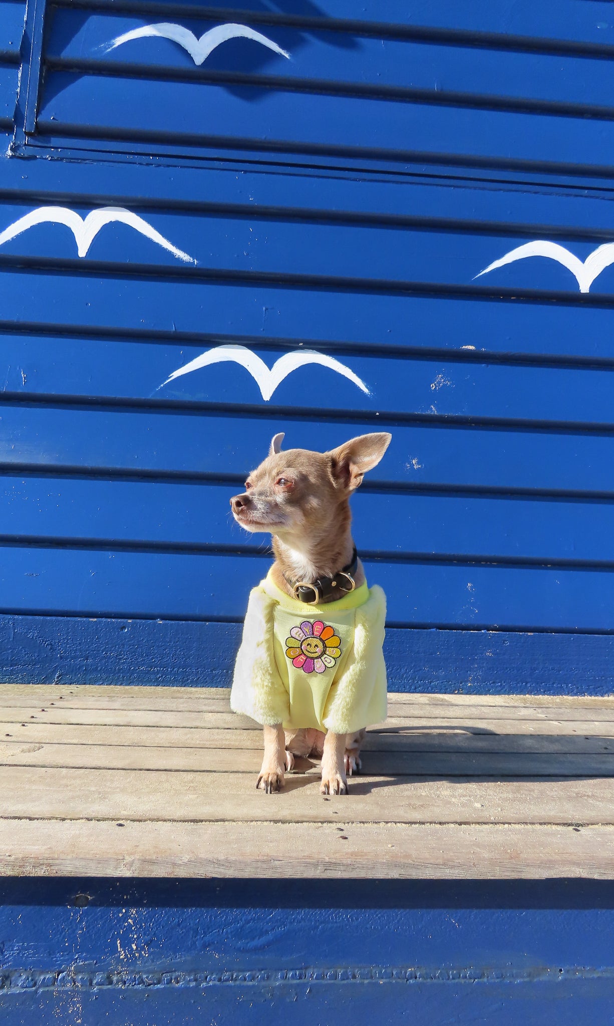 SunShine Faux Fur- XS, MED & LRG left - Not restocking.