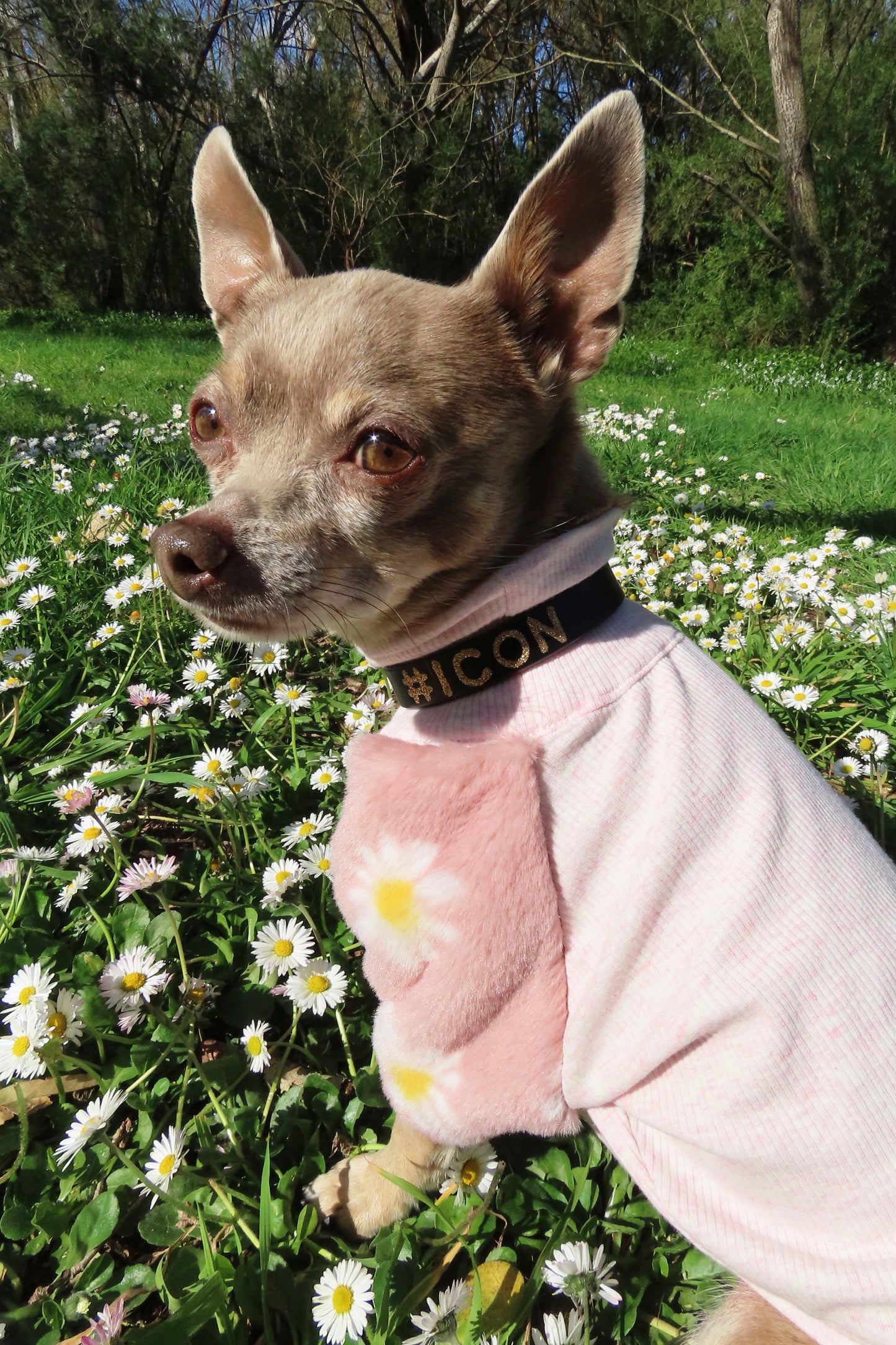 Sweetie Faux Fur Dog top.